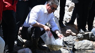 Karacaören Göleti'ne 10 Bin Sazanla Ekolojik Destek