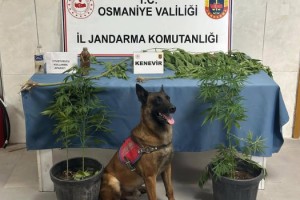 Osmaniye’de Bir Haftada 137 Asayiş Olayı: 103 Gözaltı