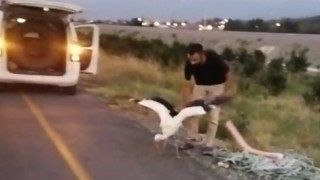 Toprakkale'de Yaralı Leylek Koruma Altına Alındı