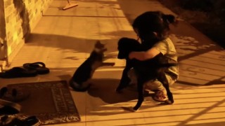 Kedi ve köpek Mislina’yı paylaşamadı, izleyenler kahkaha attı