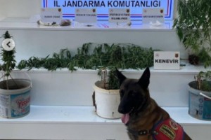 Osmaniye’de Jandarma 124 Şüpheliyi Gözaltına Aldı