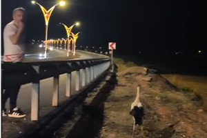 Osmaniye’de Leylek Çifti Son Anda Kurtarıldı