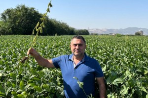 Osmaniye’de Soya Fasulyesi Tarlalarında Kontroller Yapıld