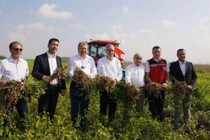 Osmaniye’de Yerfıstığı Hasadı Başladı