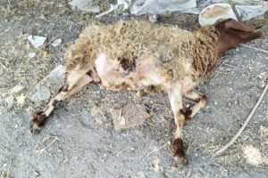 Toprakkale’de sokak köpekleri koyunlara saldırdı