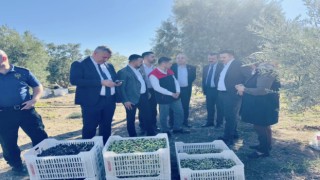 Başkan Aksoy, Zeytin Hasadında Çiftçilerle Buluştu