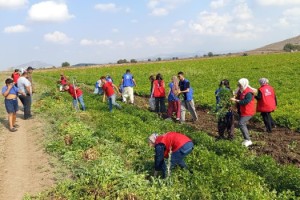 Osmaniye Gençlik Merkezinden Fıstık Hasadına Destek