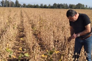Osmaniye’de 220 Dekarda Soya Üretimi Denetlendi