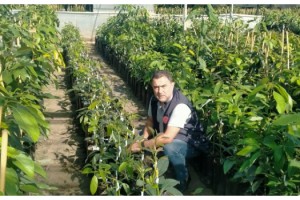 Sertifikalı Avokado Fidanı Üretimi Bölge Ekonomisine Katkı Sağlıyor