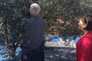 Toprakkale’de Zeytin Hasadı Başladı