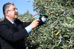 Vali Yılmaz Üreticilerle Zeytin Hasadına Katıldı
