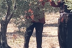 Zeytin Üretiminde "Yok" Yılı: Rekolte Çok Düşük