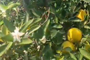 Aynı ağaçta çiçek ve meyve görenler şaşkına döndü