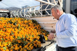 Düziçi’nde Belediye Üreticiye Sahip Çıktı: Mandalinalar Ücretsiz Dağıtılıyor