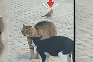 Toprakkale’de Kedilerin Didişmesi “Oğlum Bak Git” Videosunu Hatırlattı