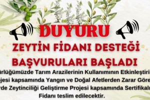 Üreticiye Destek: Sertifikalı Zeytin Fidanı Dağıtımı Başladı
