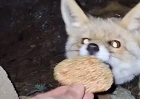 Zorkun Yaylası'nda Tilki Kömbe İkramını Kabul Etti