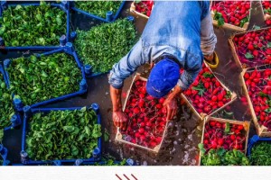 B-Reçete Sistemi Başlıyor: Zirai İlaçta Yeni Dönem