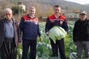 Hasanbeyli’de Ata Tohumuyla Ekilen Lahanaların Hasadı Yapıldı