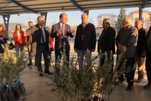 Kadirli’de 103 Üreticiye 10 Bin 500 Zeytin Fidanı Desteği