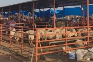 Kadirli’de Canlı Hayvan Pazarı Yeniden Hizmete Açıldı