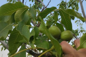 Osmaniye’de ceviz ağaçlarında yalancı bahar şaşkınlığı