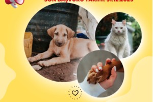 Osmaniye’de Evcil Hayvan Sahiplerine Son Tarih Hatırlatması: 31 Aralık 2025