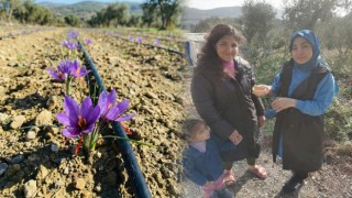 Osmaniye’de Safran Bereketi: Bahçe Köyünde İlk Hasat