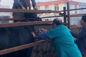 Toprakkale’de Şap Aşısı Aşılama Çalışmaları Sürüyor