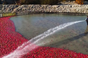 Kadirli Turbu Tarlada 30 Kuruş, Pazarda 20 TL