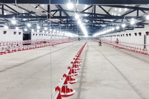 Kadirli’de Yatırımcıya %50 Hibeli Tavuk Desteği