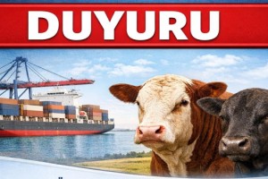 Osmaniye’de Büyükbaş Yetiştiricilerine Kritik Duyuru