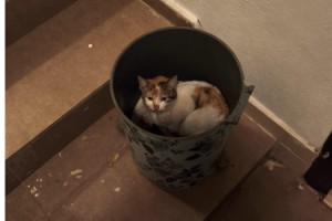 Toprakkale’de Soğuklar Kediye Çöp Kovasında Sığınak Oldu