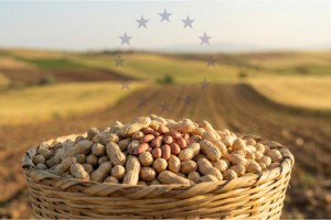 Yer Fıstığıyla Zirveye Çıkan Osmaniye’nin Coğrafi İşaret Yolculuğu