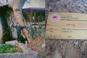 Düziçi Çitli Köyü’nde 548 Yıllık Anıt Çınar Zamana Direniyor