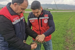 Osmaniye’de Kuvvetli Yağış Sonrası Tarım Arazilerinde İnceleme