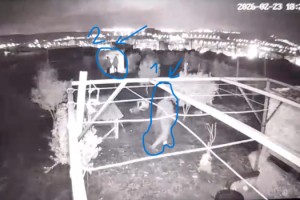 Toprakkale'de Güvercin Hırsızları Güvenlik Kamerasında