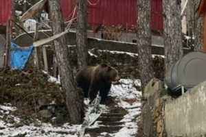 Zorkun Yaylası’nda Ayı Görüldü: Yerleşim Alanlarına Kadar İndi