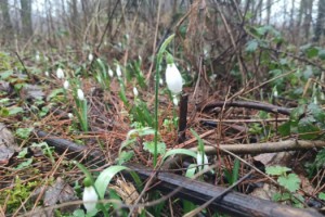 Zorkun Yaylası’nda Kardelenler Görünmeye Başladı