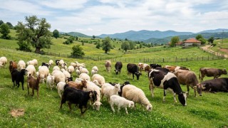 Hayvancılık Destekleri İçin Kritik Tarih