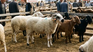 Osmaniye’de 2026 Yılı Küçükbaş Kurbanlık Fiyatları Netleşti