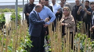 Sumbas’ta Avokado Yatırımı Dikkat Çekiyor