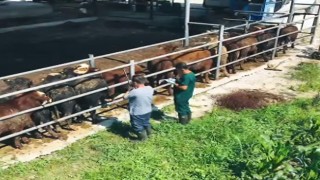 Kadirli’de İthal Besilik Sığırların Sağlık Kontrolleri Sürüyor