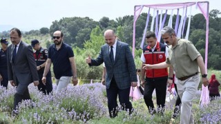 Lavanta ve Zeytin Çiçeği Festivali Yoğun Katılımla Gerçekleşti