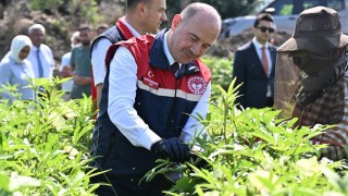 Cevdetiye'de Bamya Hasadı Yapıldı