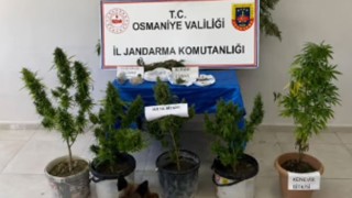 Sumbas'ta Jandarmadan Uyuşturucu Operasyonu