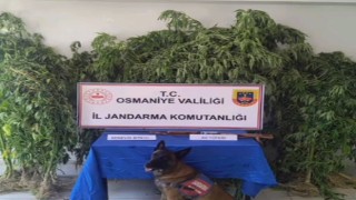 Sumbas’ta Uyuşturucu Operasyonu: 58 Kök Kenevir Ele Geçirildi