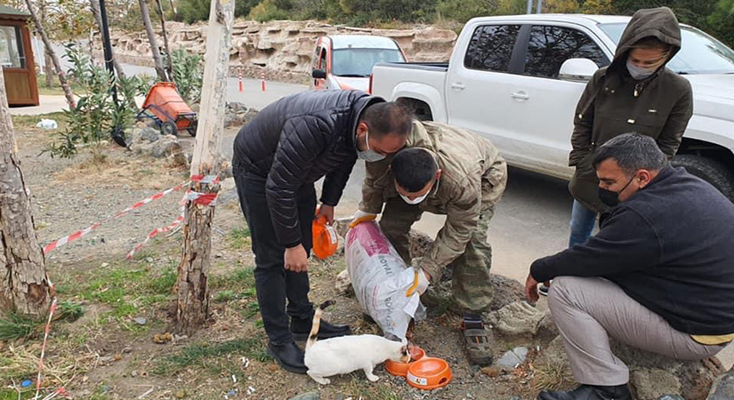 Düziçi’nde Sokak hayvanlarına yiyecek bırakıldı