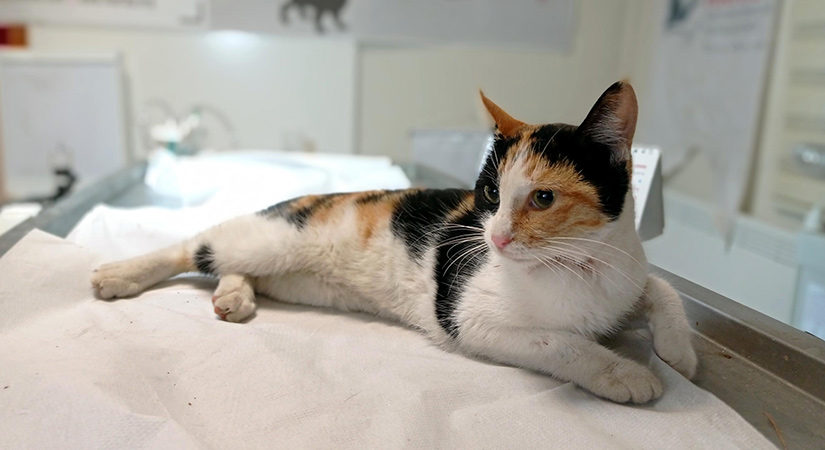 Yaralı sokak kedisini tedavi ettirdi!