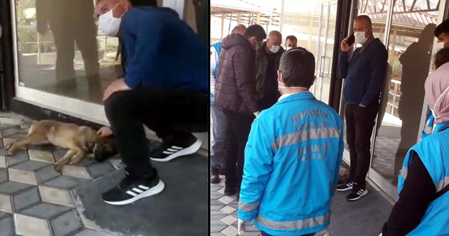 Otomobilin çarptığı yaralı köpeklere ilk müdahale sağlık ekibinden